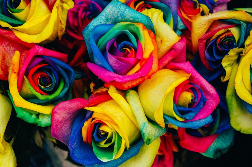 rosas criativas coloridas florescendo no deserto 